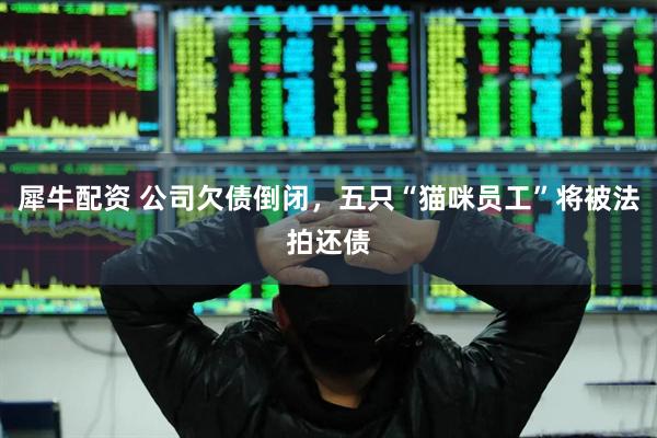 犀牛配资 公司欠债倒闭，五只“猫咪员工”将被法拍还债